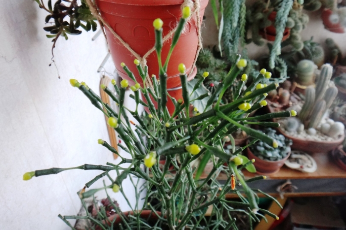 Кактус хатиора солеросовая