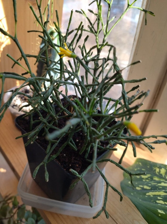 Хатиора уход в домашних условиях