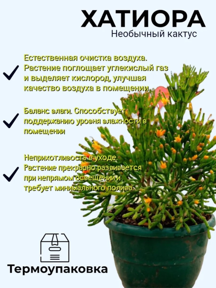 Кактус хатиора