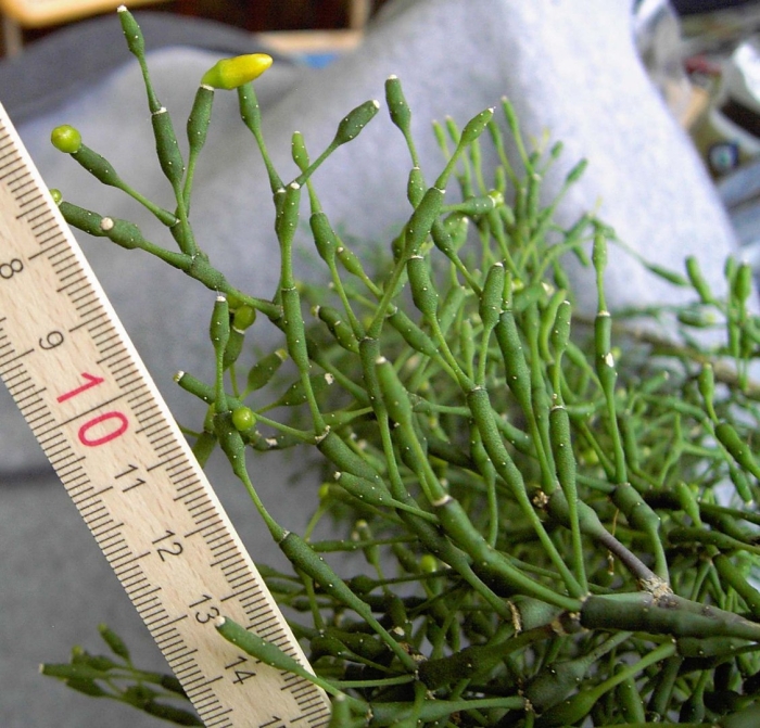 Рипсалис burchellii