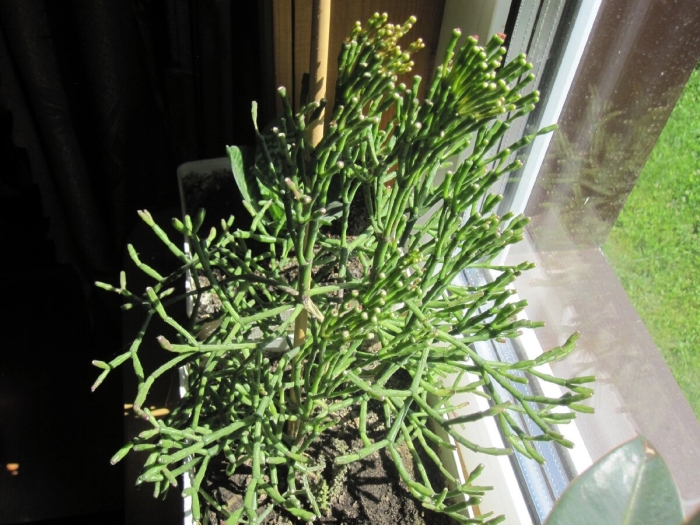 Суккулент молочай тирукалли