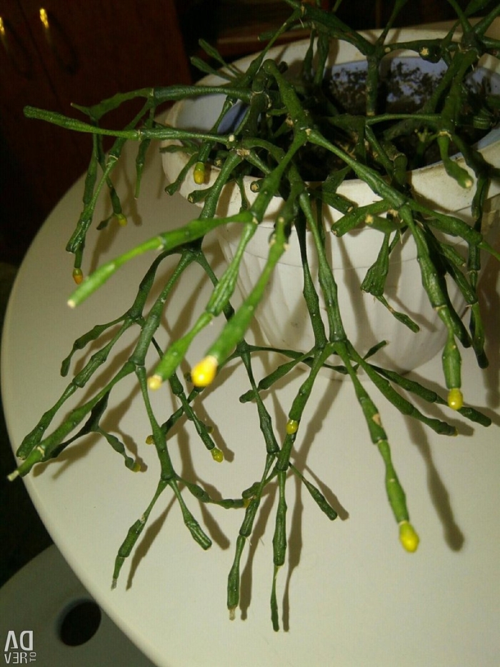 Хатиора палочник