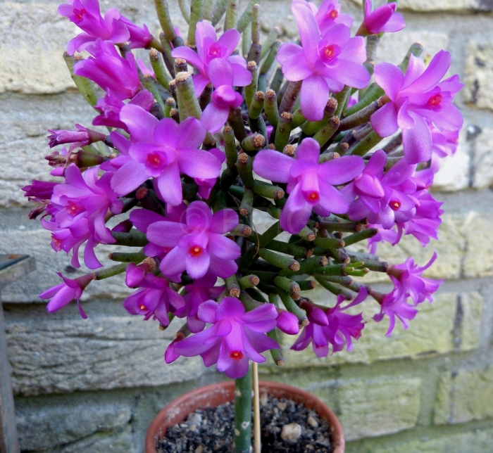 Хатиора кактусовые