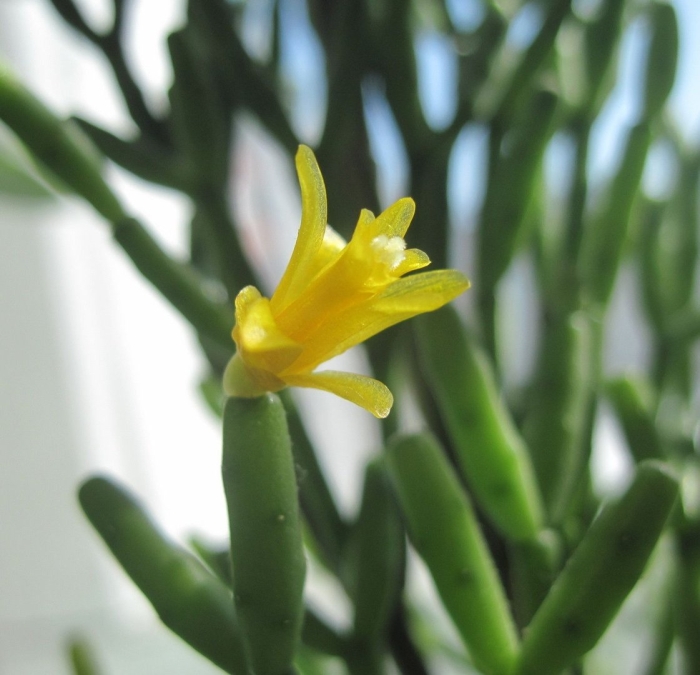 Хатиора комнатный цветок