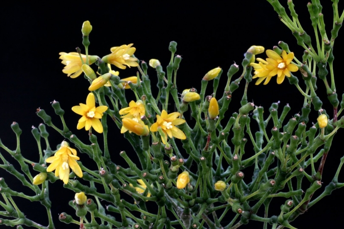 Молочай хатиора