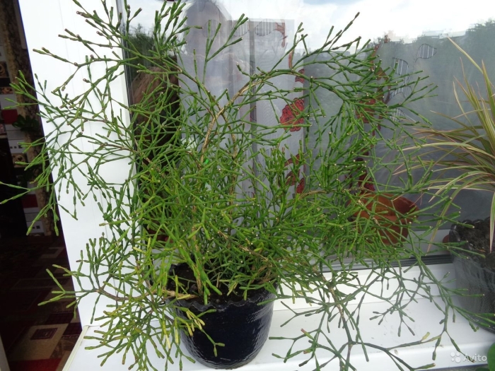 Хатиора растение