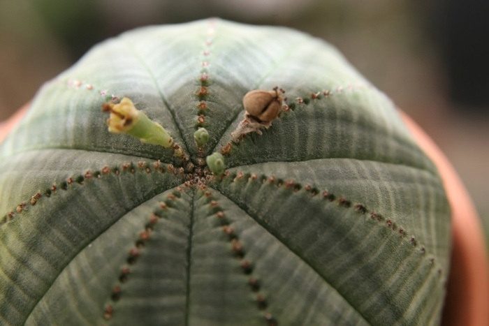 Молочай тучный (euphorbia obesa)