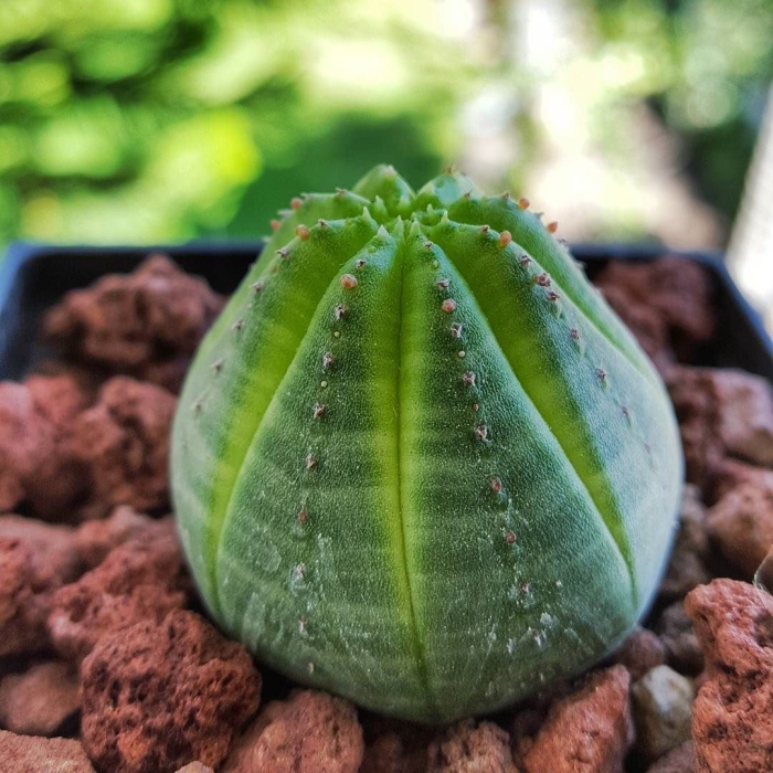 Молочай obesa