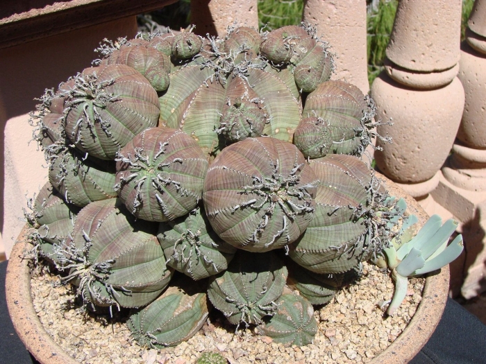 Euphorbia gabizan суккулент