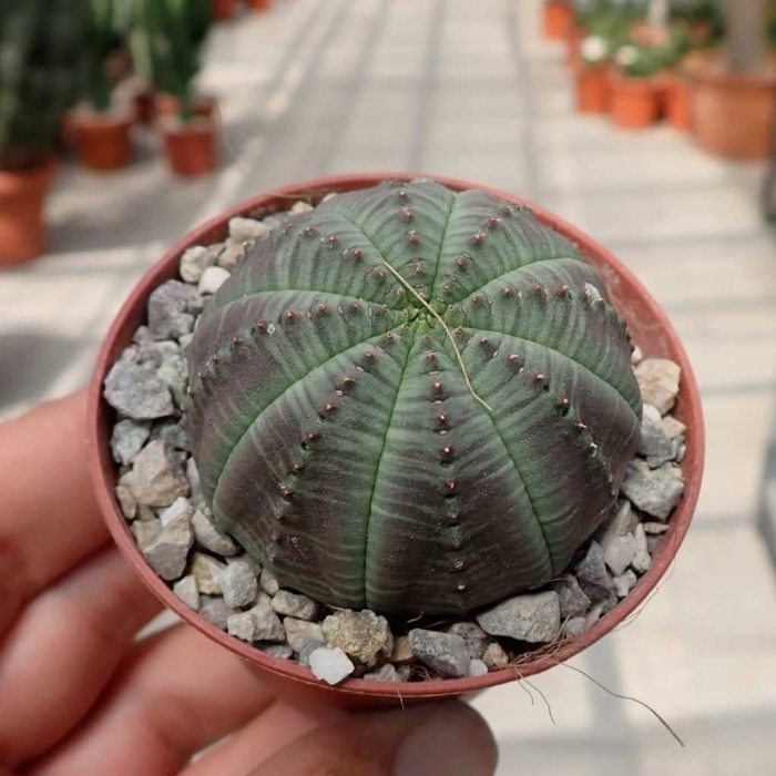Молочай тучный (euphorbia obesa)