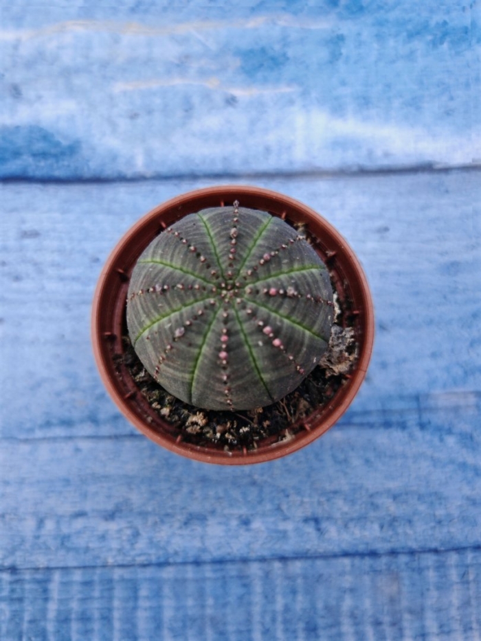 Euphorbia obesa