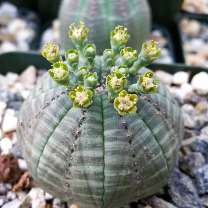 Euphorbia obesa цветение