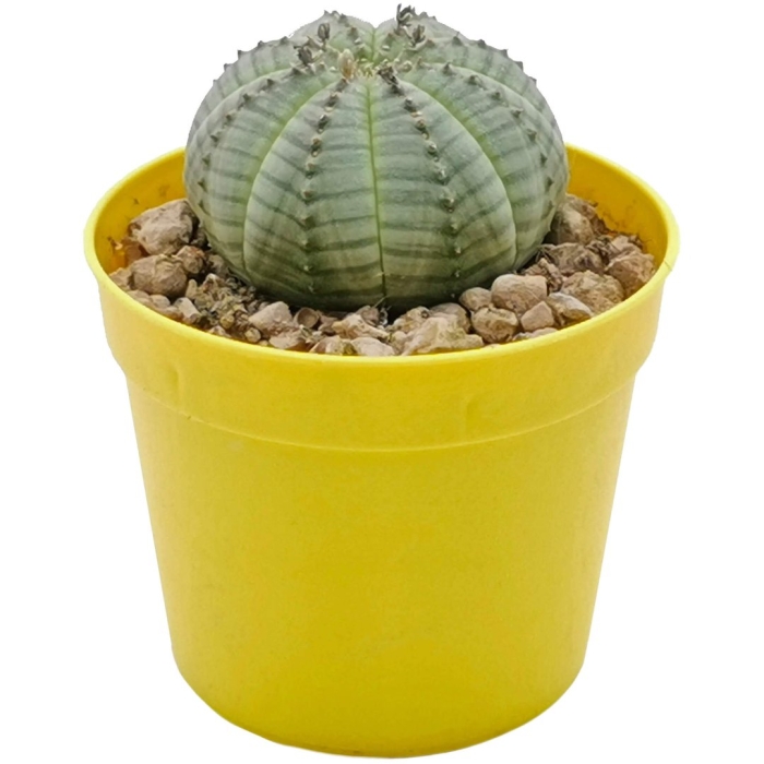 Эуфорбия акруренсис