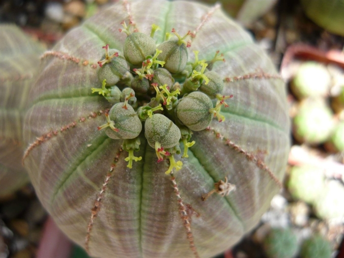 Euphorbia obesa цветение