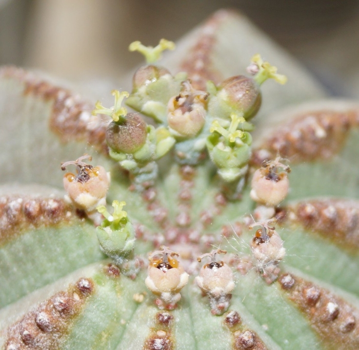 Эуфорбия obesa