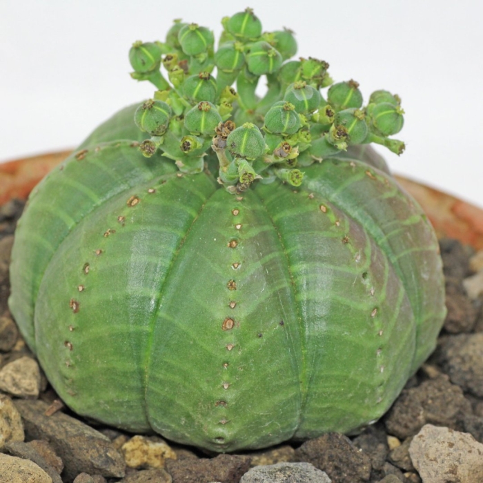 Euphorbia meloformis