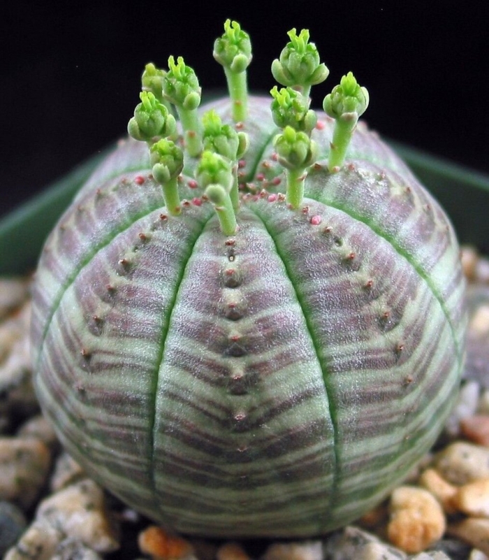 Euphorbia obesa цветение