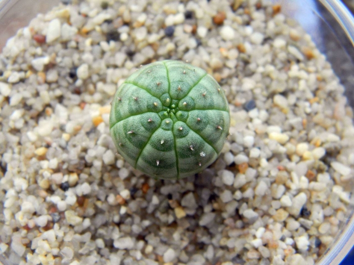 Astrophytum asterias kikko