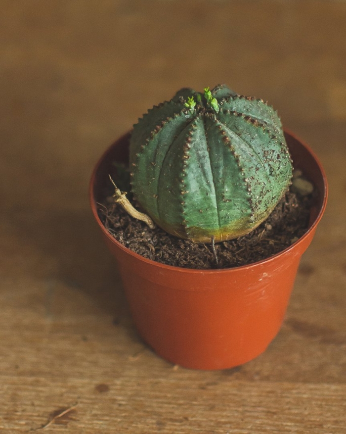 Эуфорбия ингенс