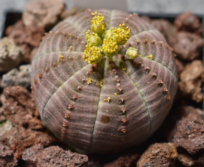 Euphorbia obesa цветение