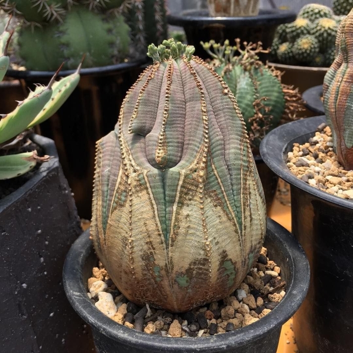 Эуфорбия кактус