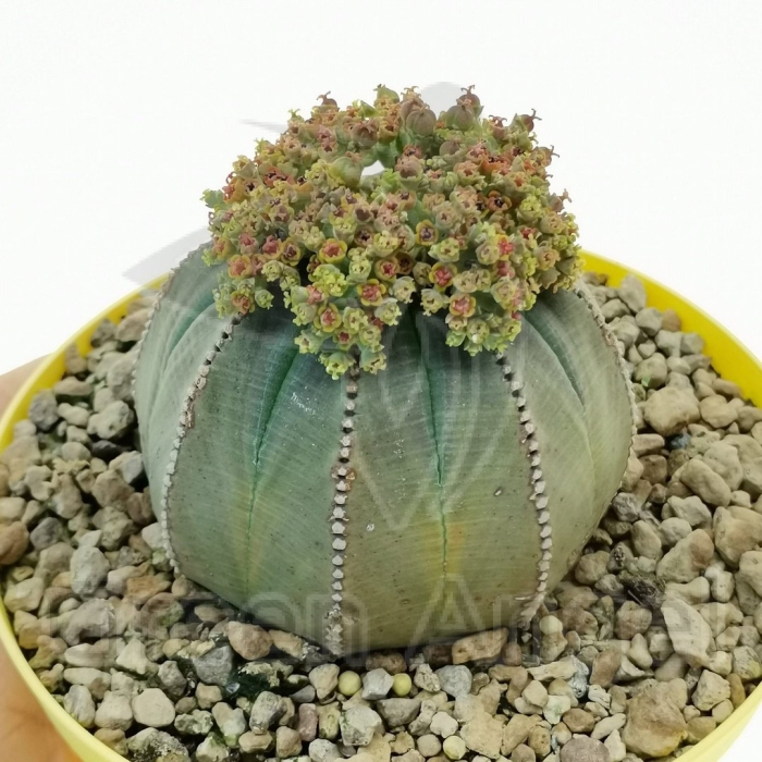 Эуфорбия обеса