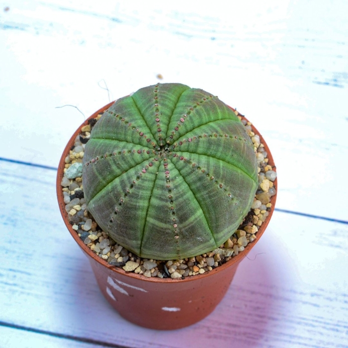 Суккулент euphoria obesa