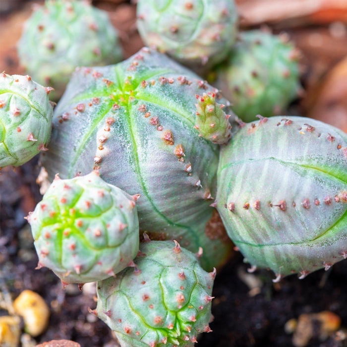 Эуфорбия обеса