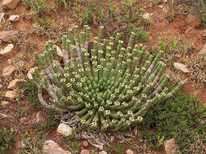 Euphorbia caput medusae