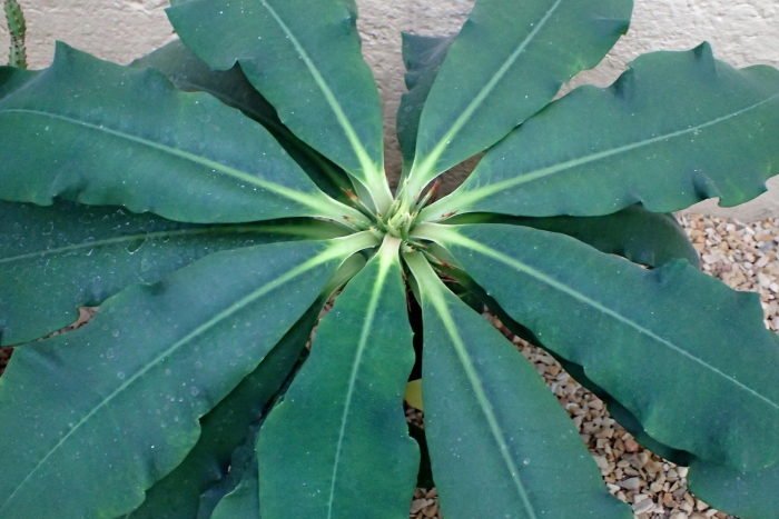 Молочай широколистный