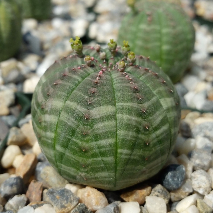 Эуфорбия кактус