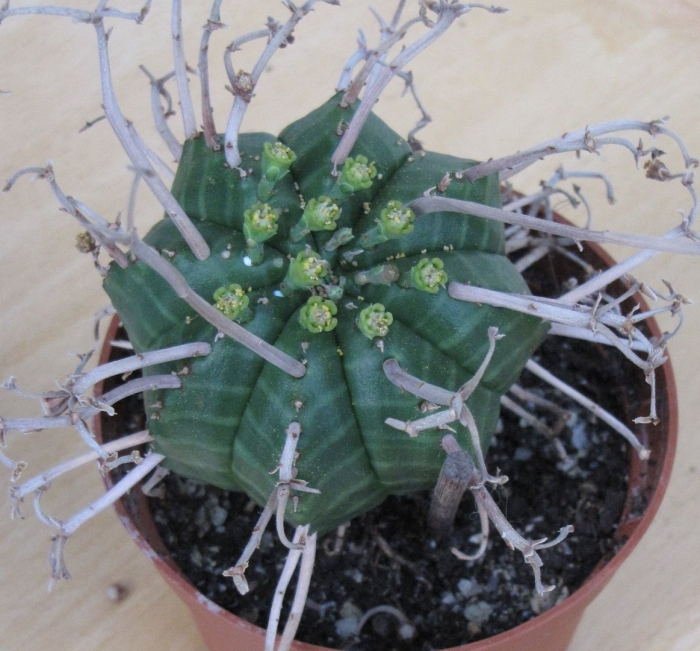 Эуфорбия мелоформис