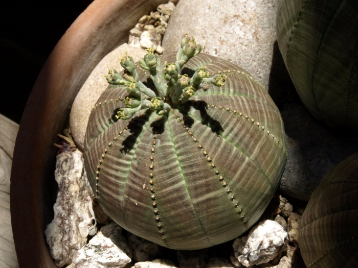 Молочай тучный (euphorbia obesa)