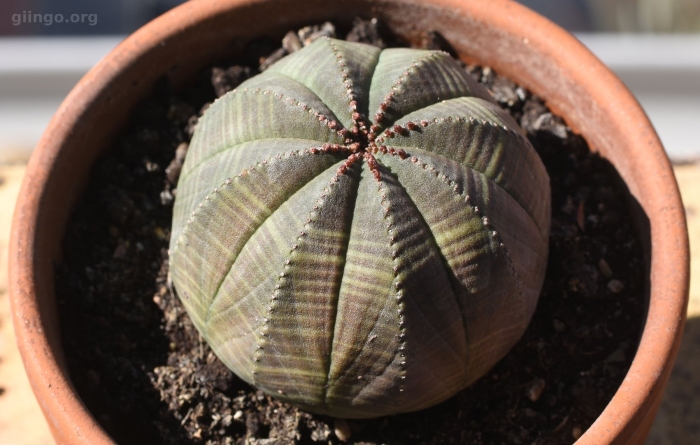 Эуфорбия монструоза