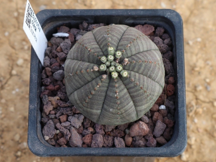 Эуфорбия монструоза