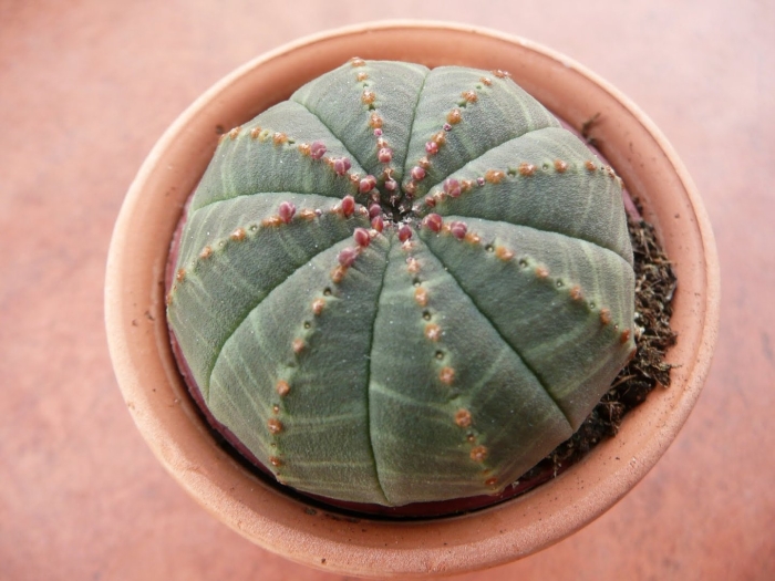Euphorbia tulearensis