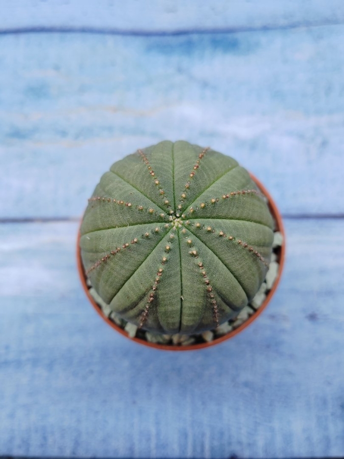 Суккулент euphoria obesa