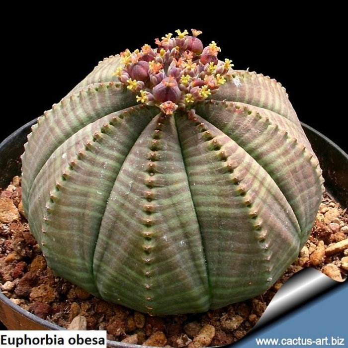 Euphorbia obesa цветение