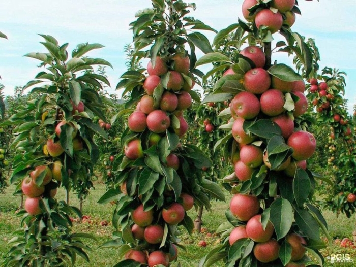 Яблоня колоновидная триумф