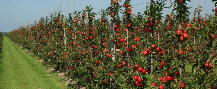 Плодопитомник сад