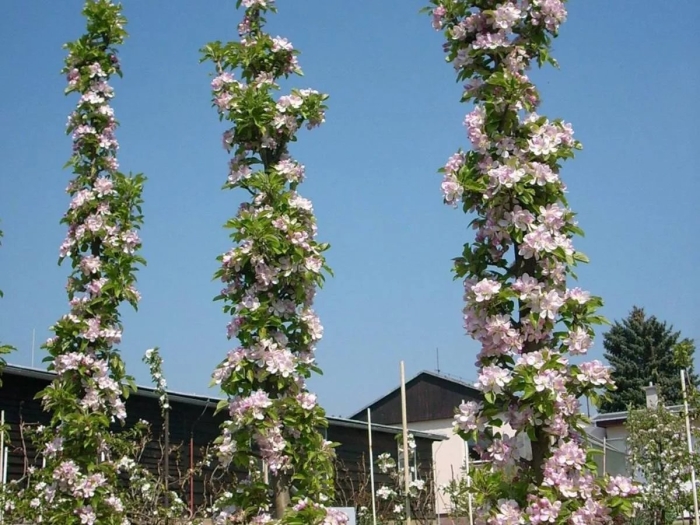 Яблоня колоновидная президент