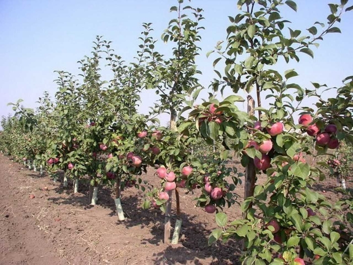 Полукарликовые яблони