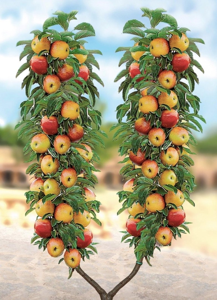 Яблоня колоновидная останкино