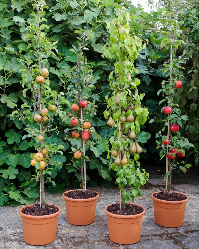 Карликовые колоновидные яблони