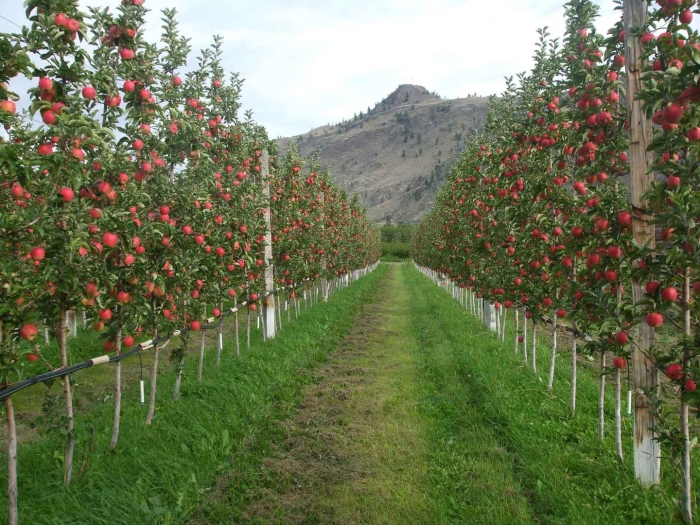 Саженцы яблони в питомнике