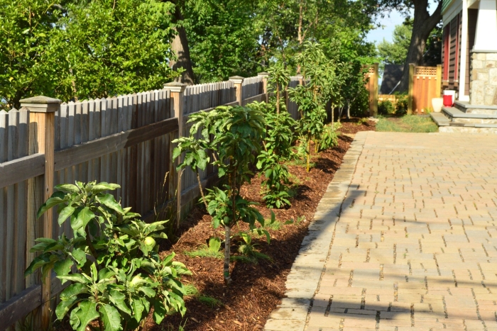 Колоновидные яблони вдоль забора