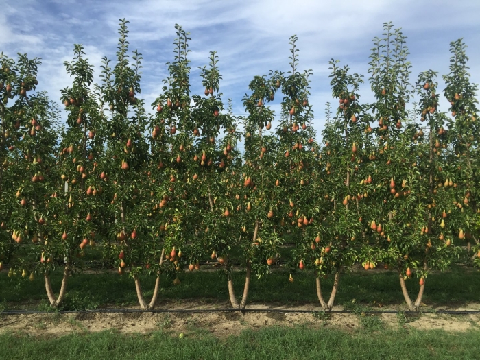 Колоновидная груша дерево