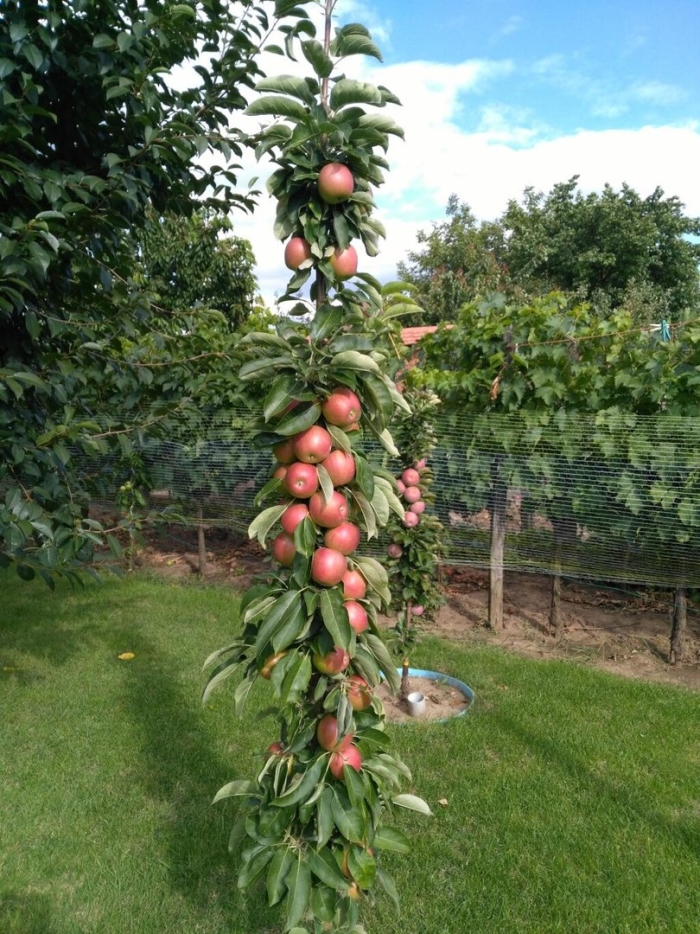 Абрикос колоновидный