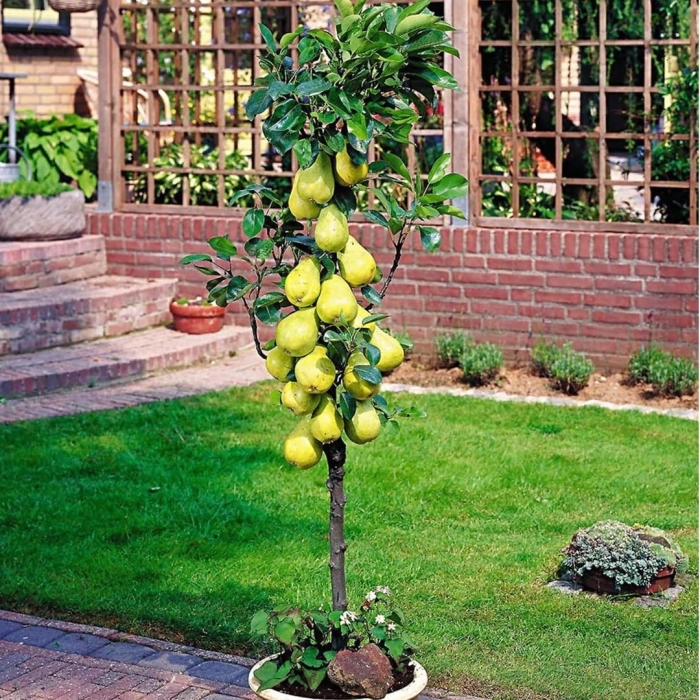 Груша медовая колоновидная