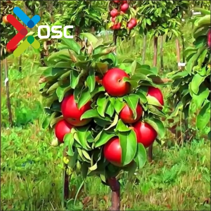 Яблоня колоновидная айдаред